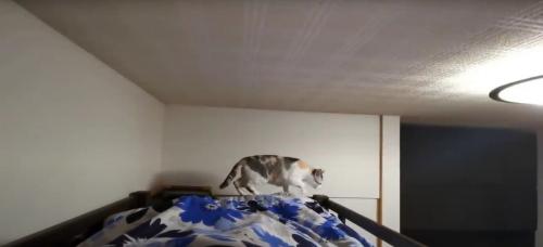 ベッドの縁を歩く猫