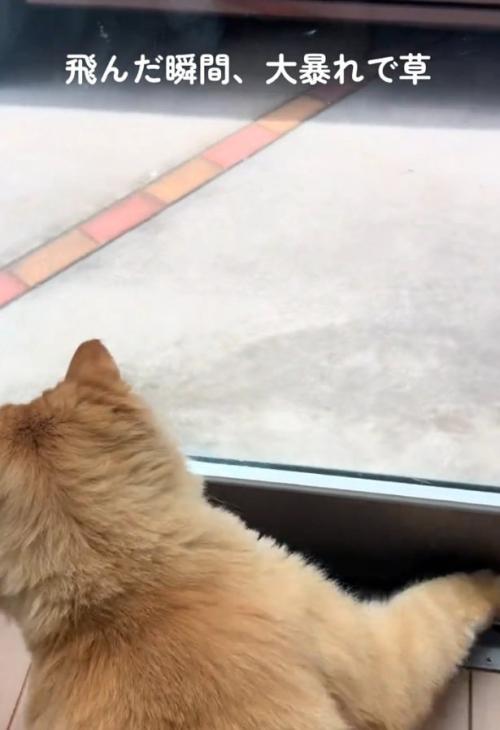 大暴れする猫