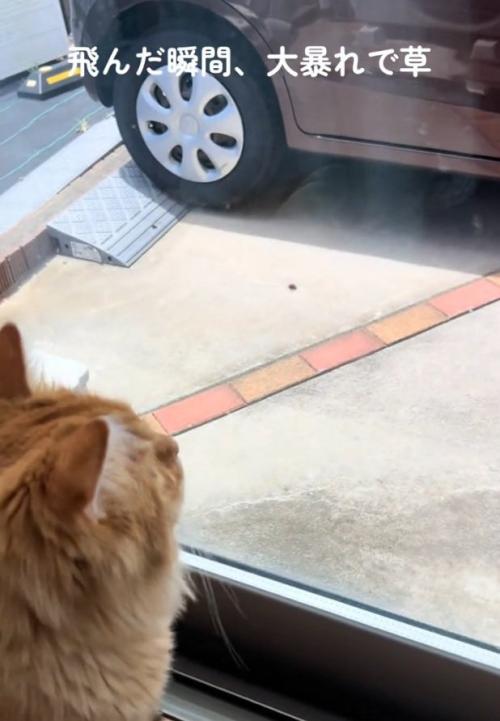 虫を見る猫