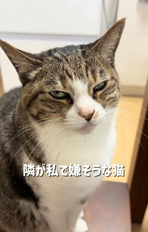 不満顔の猫