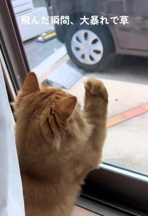 手を上げる猫