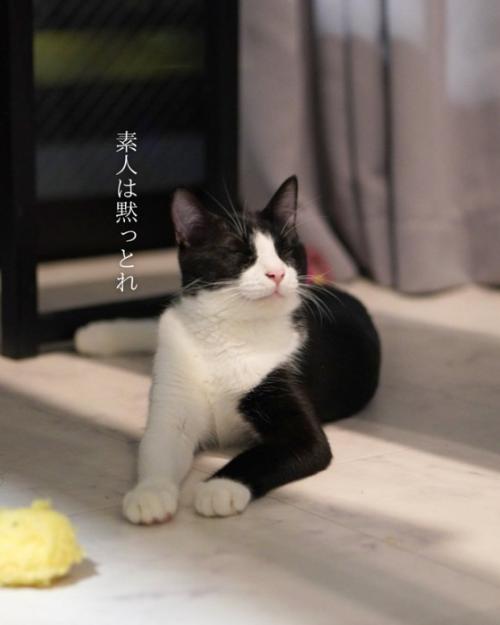 手を伸ばして座る白黒猫