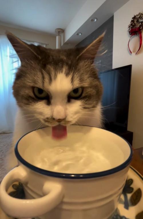 舌を出して水を飲む