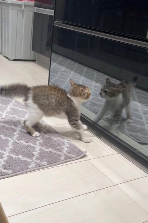 映った自分に警戒する子猫