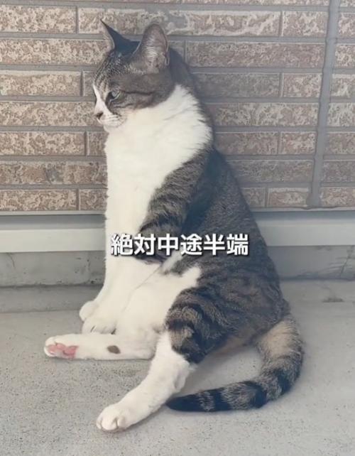 変な座り方の猫