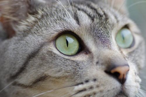 目を見開いている猫