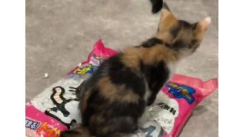 猫砂の袋に乗っている猫
