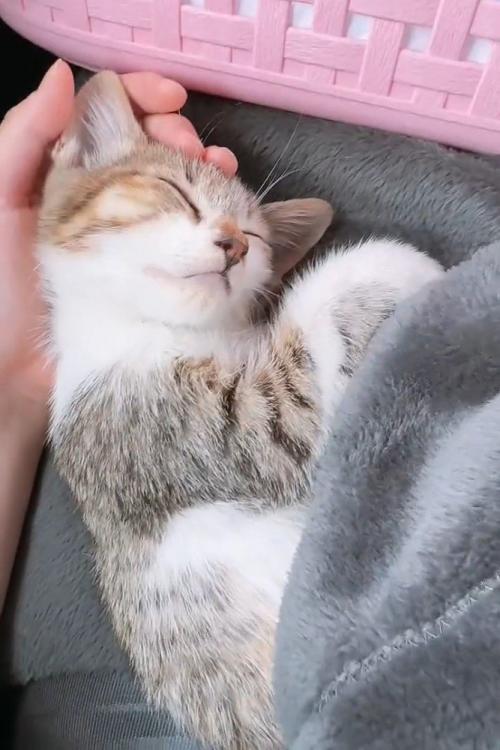 寝ている子猫の顔