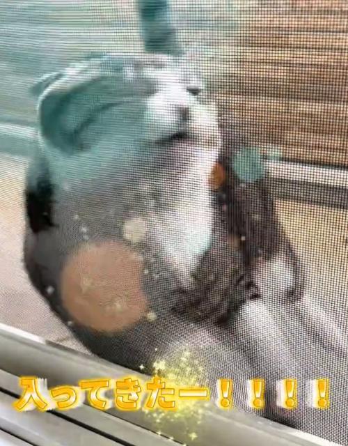 網戸に突撃する猫