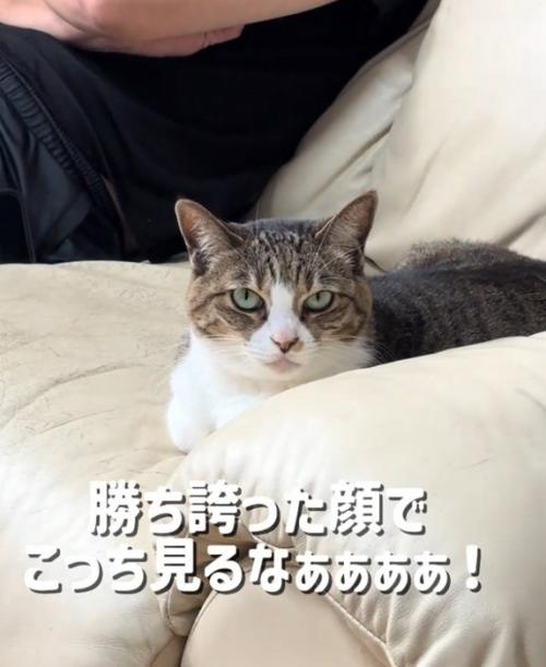 ママさんを見つめる猫