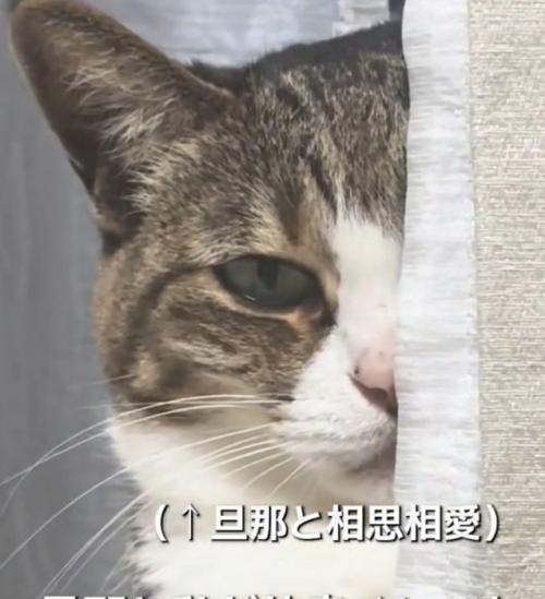 睨む猫