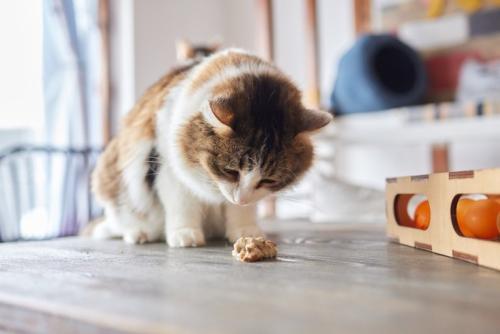 吐き戻している猫