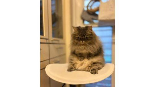 キッチンにいる猫