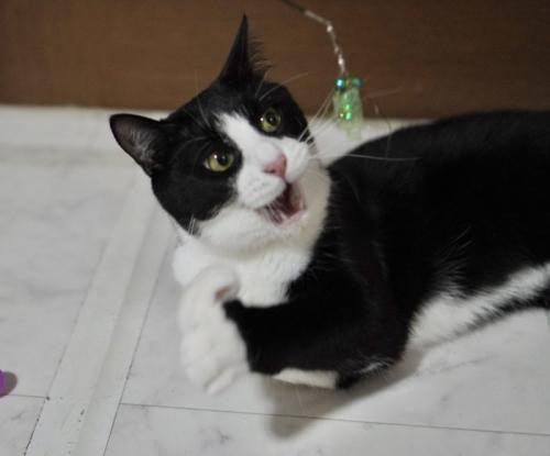 おもちゃで遊ぶハチワレ猫