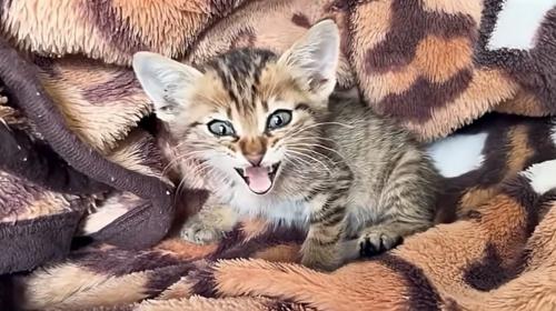 鳴く子猫