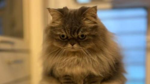 キッチンにいる猫