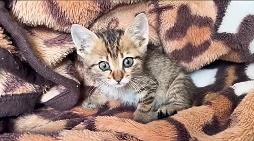 見つめる子猫