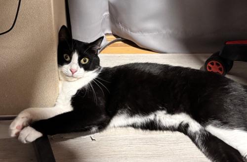 壁にもたれかかるハチワレ猫