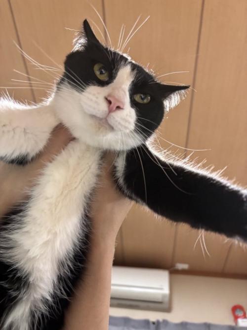 抱き上げられるハチワレ猫