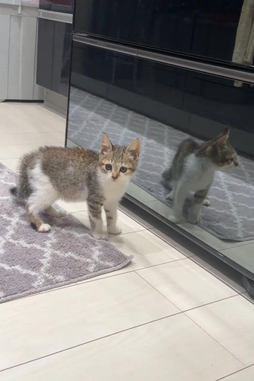 カメラを見る子猫