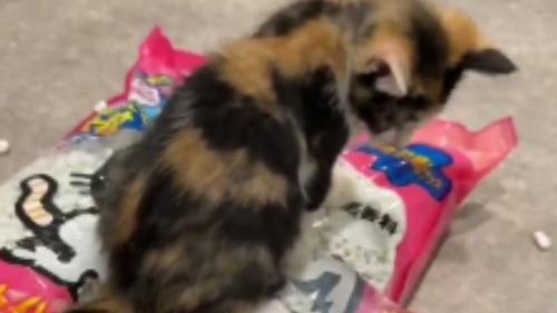 猫砂の袋に乗っている猫