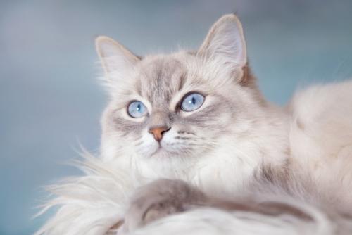 ベンチの上にいる猫