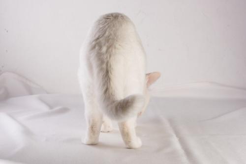 後ろを向く猫