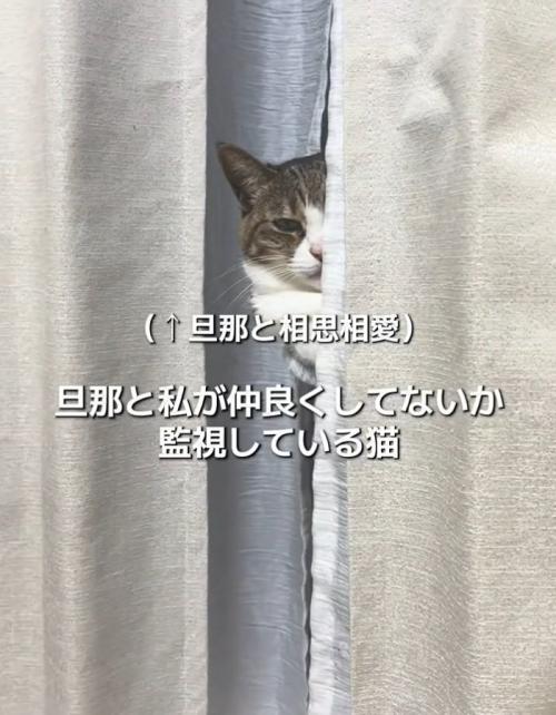 監視する猫