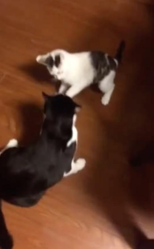 2匹で戯れ合う猫