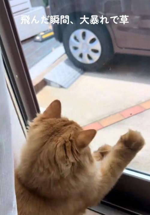 暴れる猫