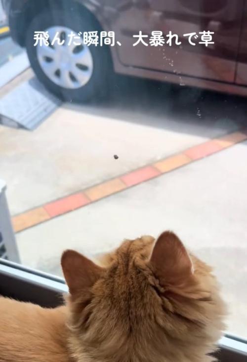 虫を発見した猫