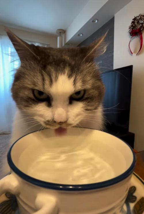 水を飲む猫