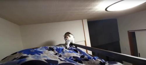 布団の上にいる猫