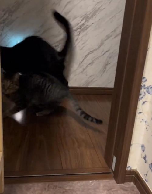 逃げる黒猫