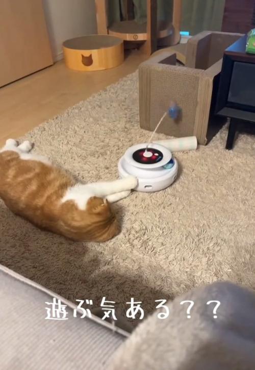 だらける猫