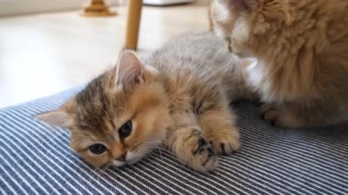 近づいてきた子猫