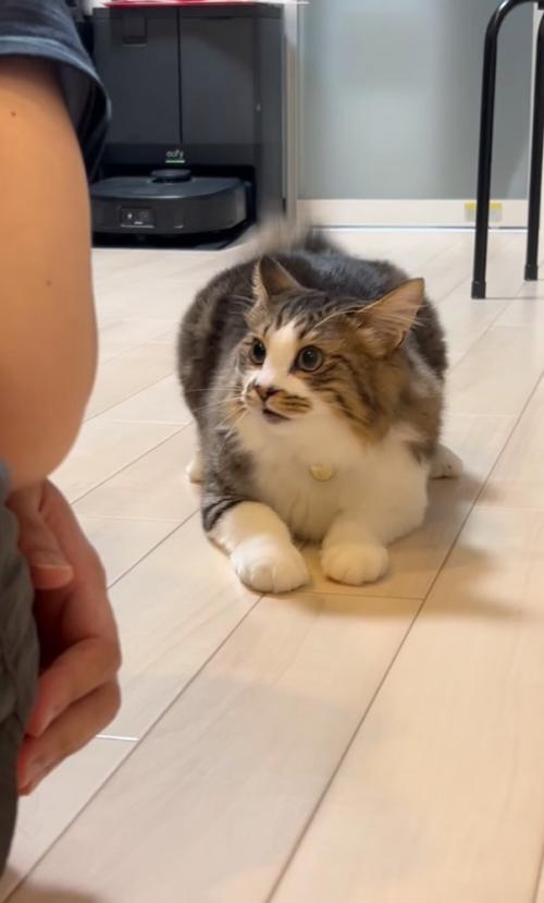 見つめる猫