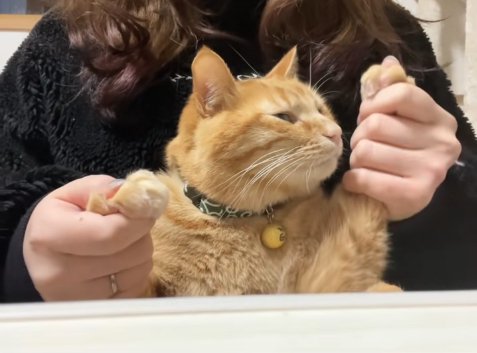 左前足を高く上げている半目の茶トラ猫