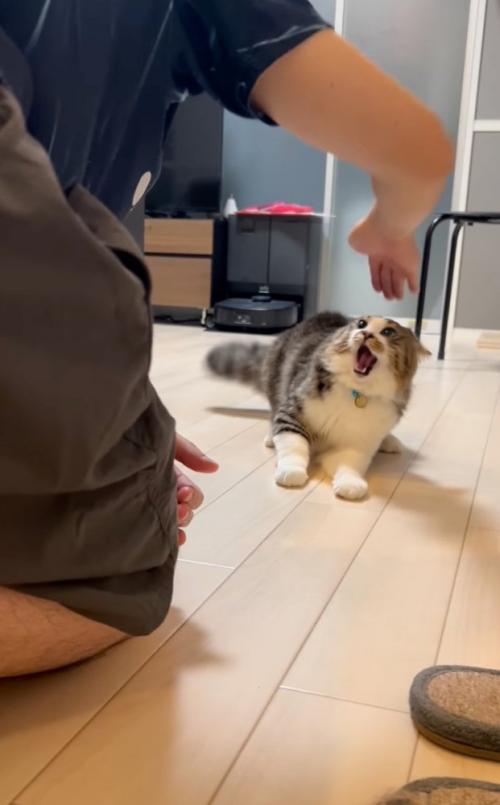拒絶する猫
