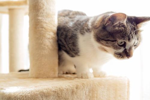 キャットタワーで遊ぶ猫