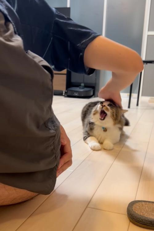 大きく口を開ける猫