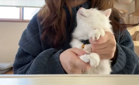 保護主を見つめる白猫