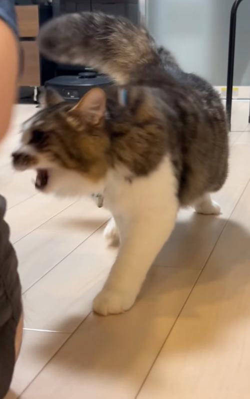 動き出す猫