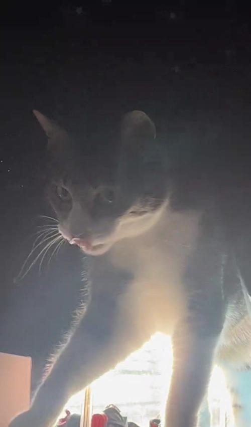 カーテンから出てくる猫