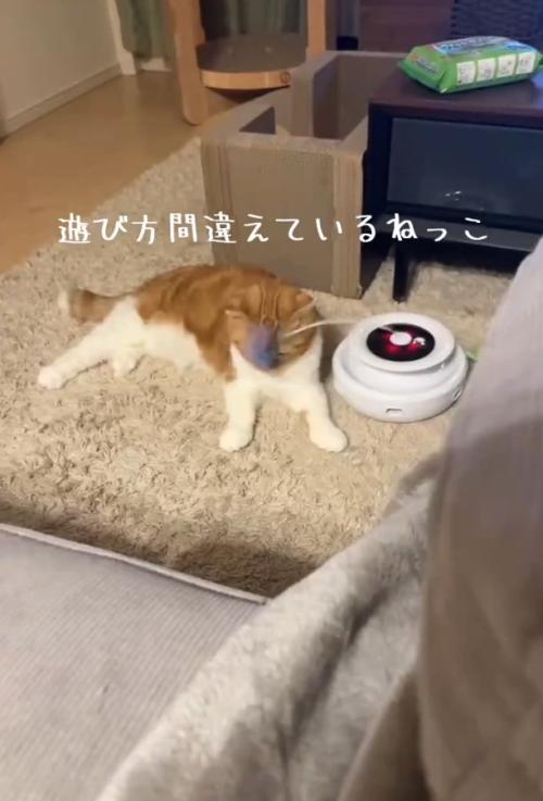 猫じゃらしで顔を叩かれる猫