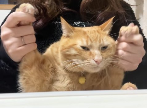 右前足を高く上げている半目の茶トラ猫