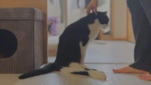 室内にいる猫