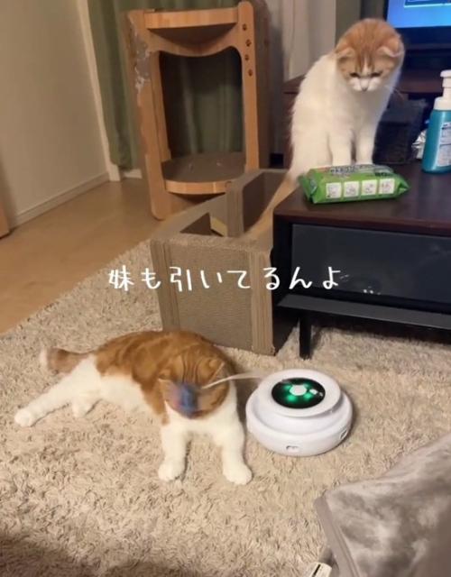 ガン見する妹猫