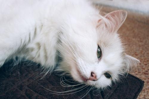 栄養不足の猫