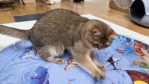高速で動くこたつくん